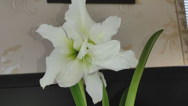 Гиппеаструм/ Амариллис Мэрилин (Marilyn). Цветение. Уход и содержание #гиппераструм #амариллис смотреть онлайн