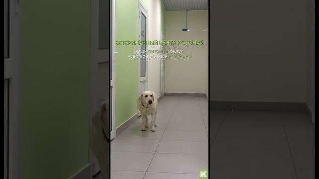 домашний уют в котонай💚 смотреть онлайн