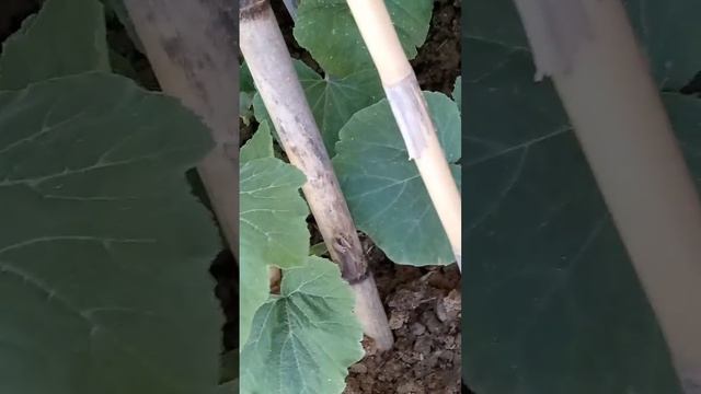 coach Tahar mon jardin chez moi lahibarak смотреть онлайн