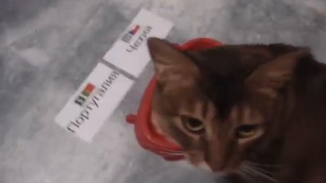 Прогноз от Дели Чехия Португалия смотреть онлайн