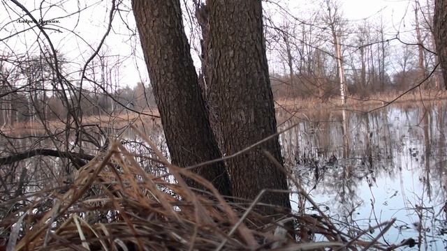 (29)Весенняя охота на селезня с подсадной уткой смотреть онлайн