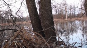 (29)Весенняя охота на селезня с подсадной уткой