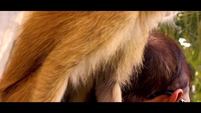 the vervets (monkey) in Pakistan |Syed Saad Amin | Paracha House смотреть онлайн