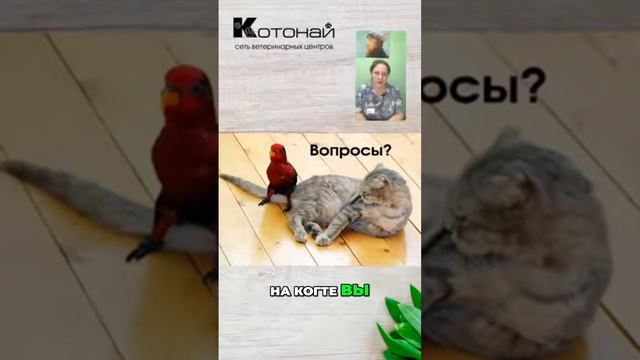 Как быстро остановить кровотечение у птички_ смотреть онлайн