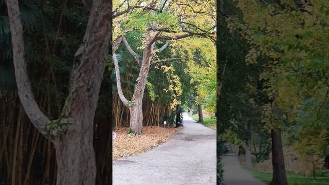 Сочи-АдлерОсеннийдень по Дендропарку #Сочи #Адлер #КраснодарскийКрай #Дендрарий #парк #Shorts смотреть онлайн
