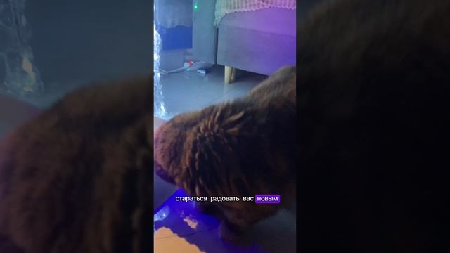 С Новым годом 🥳 Спасибо за поддержку! Новогоднее поздравление #новыйгод #2025 #voiceapp смотреть онлайн