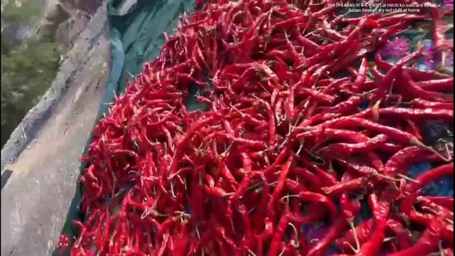 लाल मिर्च का कलर नही उड़ेगा लाल मिर्च को ऐसे सुखाये Lal mirch ko sukhane ka treeka | dry red chilli смотреть онлайн