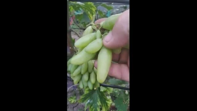 Обзор моего виноградника (2023) смотреть онлайн