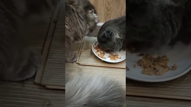 Эрик и Ватсон дружно позавтракали. 😻😻 смотреть онлайн