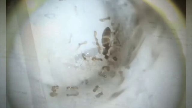 HORMIGAS DIMINUTAS | Plagiolepis sp. смотреть онлайн