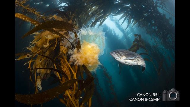 Canon EOS R5 II Underwater Photography First Look смотреть онлайн