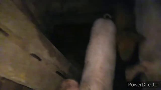 обзор Нашей деревни и проведение эксперимента с маленьким поросенком. Видио 1 смотреть онлайн