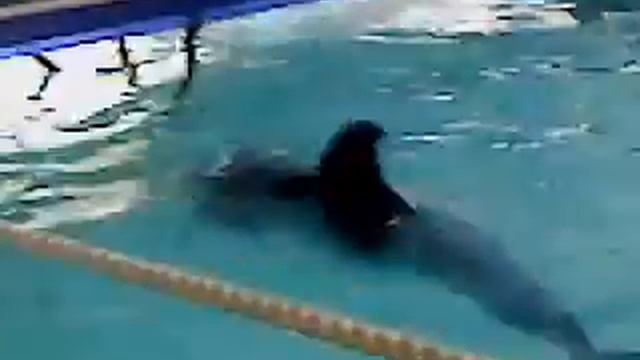 Дельфин отдыхает смотреть онлайн