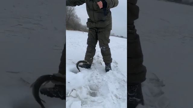Рыбу надо отпускать! #catchandrelease #icefishing #щука #поймалотпусти #жерлицы #Pike #рыбалка смотреть онлайн