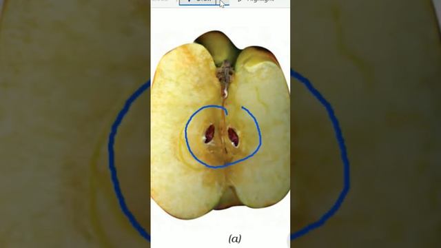 Seed Formation In Plants Class 7 Science