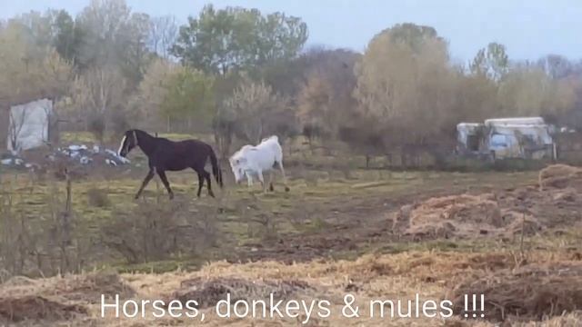 ДРУЖБА КОНЯ И ЛОШАДИ // ОЧЕНЬ ИГРИВАЯ КОБЫЛА смотреть онлайн