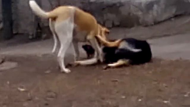 Кривой Рог Бродячие собаки города. смотреть онлайн