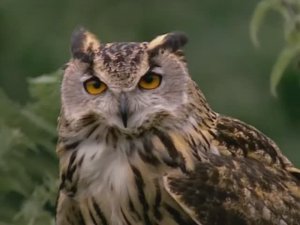 Совы: Ночные охотники (документальный фильм, 2007)