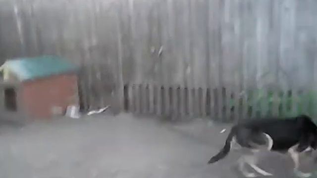 мои собаки лапка и аркадий