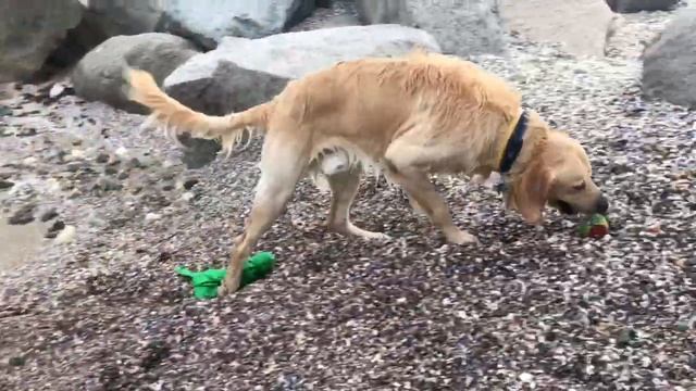 Golden retriever on the black sea! Голден ретривер Арчи на чёрном море! смотреть онлайн