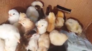 ЦЫПЛЯТА ПОРОДЫ БРАМА ЛОМАН БРАУН ВВОДИТСЯ НА ИНКУБАТОРЕ БЛИЦ НОРМА 72 НОРМА ЛУППЕР 72