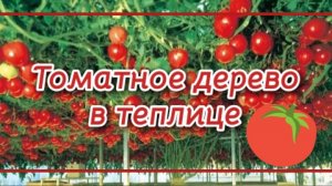 Томат Спрут F1