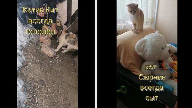 8 шк Кошки домашние и уличные смотреть онлайн