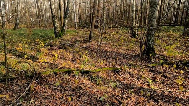 охота на лося с лайками смотреть онлайн