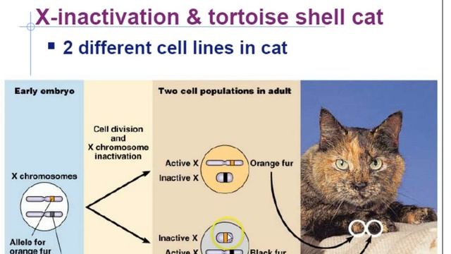 AP Biology 2nd Quarter Review Part 8 смотреть онлайн