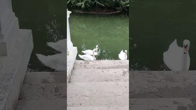 Сочи-АдлерОсеннийдень по Дендропарку #Сочи #Адлер #КраснодарскийКрай #Дендрарий #парк #Shorts смотреть онлайн