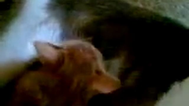 как котенок собаку раздоил. Видео с моего телефона смотреть онлайн