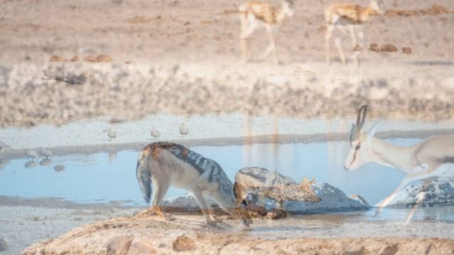 Шакал. Звуки и фотографии шакала