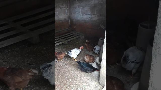 kurnik смотреть онлайн