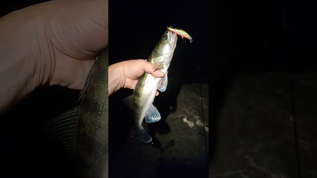 Ночной Судак на воблер Strike Pro Archback 60SP Вторая опора Дамбы ГЭС! #olongro_nsk #судак смотреть онлайн