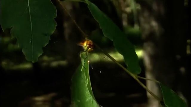 Табиғат қорғаушылары орманда өрт қауіпсіздігін сақтауға шақырады смотреть онлайн