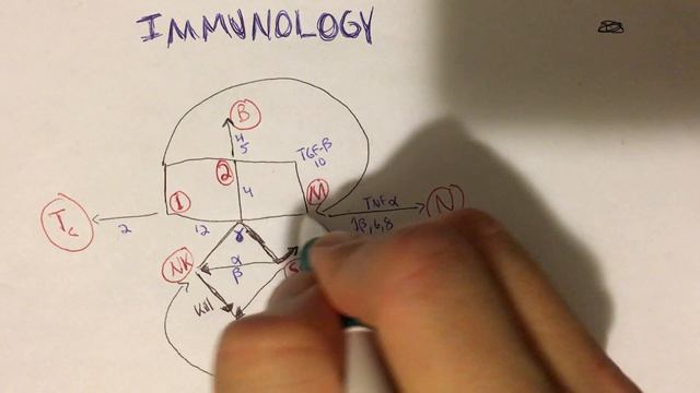 Immunology Pathway: Cytokines and Cell Interactions, Innate and adaptive response for USMLE смотреть онлайн