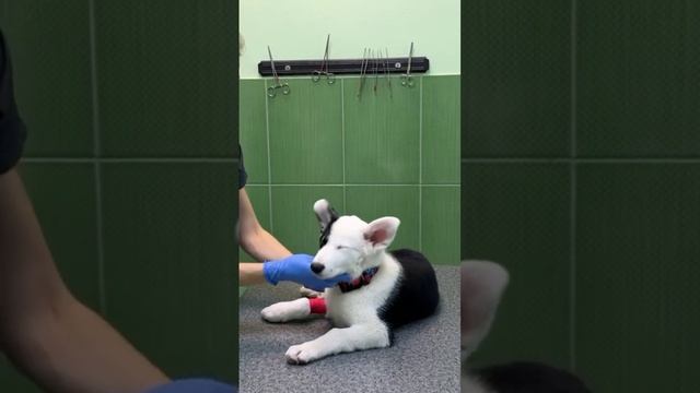 Щенок Бим пришёл на стяните швов после травмы роговицы. Получил травму после неудачной встречи с 😾 смотреть онлайн