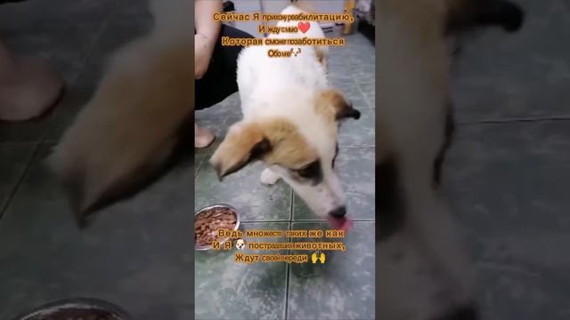 Краснодар❤Москва❤Питер❤ Подарите ребёнку семью👨👩👧Описание в комментариях❤Лайк репост помогут🙌 смотреть онлайн
