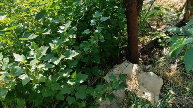 Відлякувач птахів.Яструб та Чеглок малий. смотреть онлайн