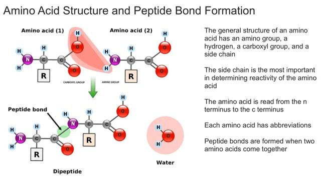 Amino Acid Structure and Peptide Bond Formation смотреть онлайн