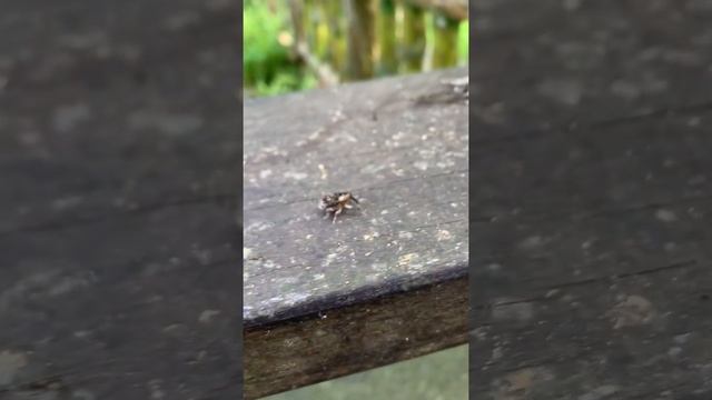 1080713石門水庫-象鼻蟲 смотреть онлайн