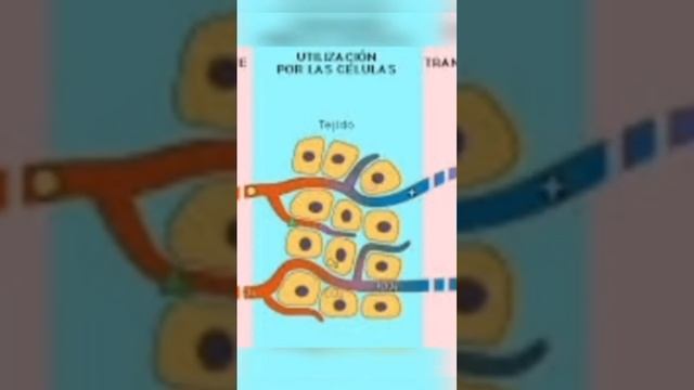 LA LINFA смотреть онлайн