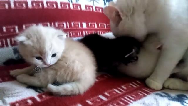 Пока кошка облизывает котят,народ слушает советы по употреблению гречки! смотреть онлайн