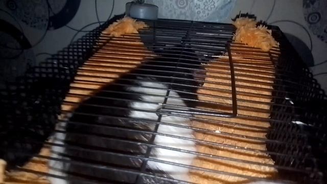 (The Rat's Umka) на русском фильм 🇷🇺 1 СЕЗОН 5 СЕРИЯ Новогодняя новости 🎄 🤵🤵🤵