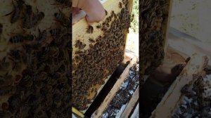 карника тройзек 1075