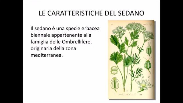 ADOTTA UN ALIMENTO смотреть онлайн