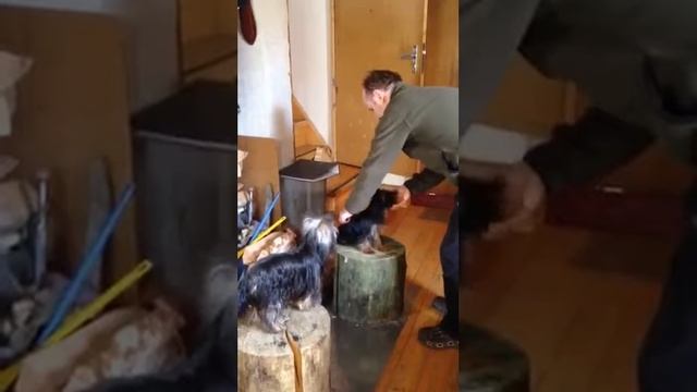 Синхронная дрессировка двух собак йоркширский терьер смотреть онлайн