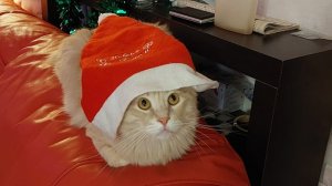 краш-тест телефона заказывали?1 часть