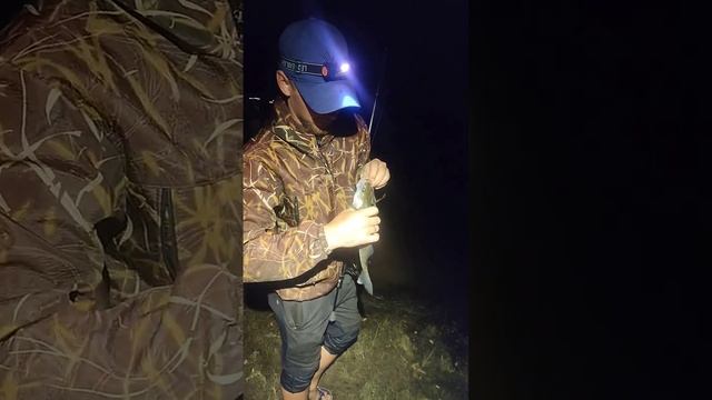 Вода кипит. Судачки кидаются на воблер без разбора. Судак на воблер летом на реке Обь. #судак2023 смотреть онлайн