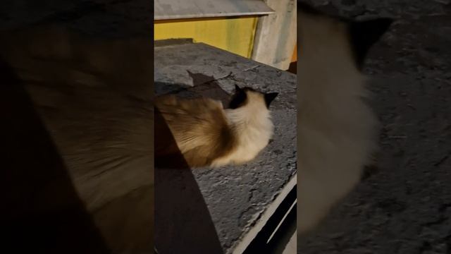 Кошка Моника| Я в моменте 🌌🌠 |Невская Маскарадная| Monica Cat смотреть онлайн
